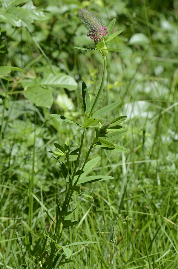 Trifolium rubens / Trifoglio rosseggiante